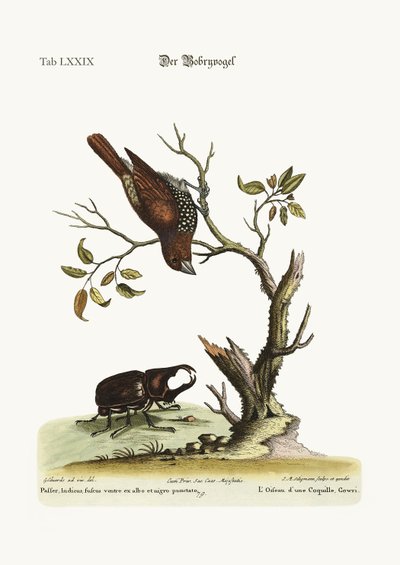 The Gowry Bird by George Edwards